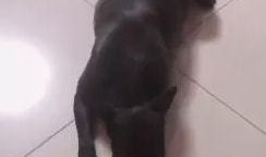 老王爆料神狗视频,老王独家爆料视频背后的惊人真相